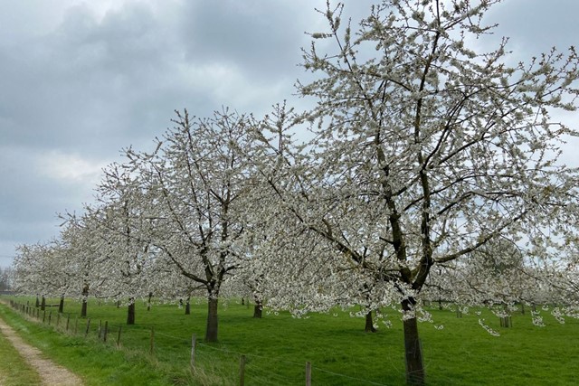 Bloesemwandelingen om bij weg te dromen Klompenpad Zeegsepad