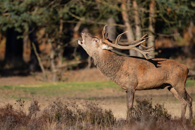 Wandelroute Nationaal Park De Hoge Veluwe Otterlo Bronsttijd