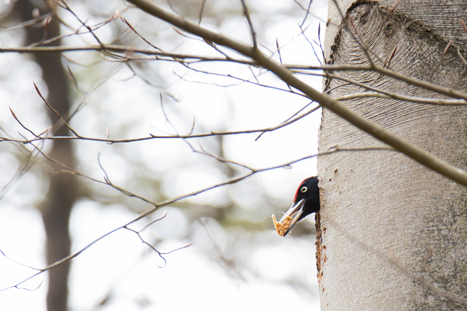 afbeelding van een zwarte specht in een boom, met voer.