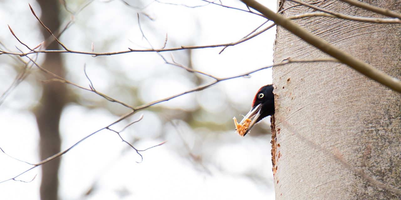 afbeelding van een zwarte specht in een boom, met voer.