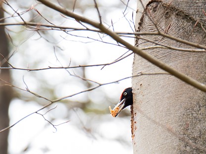 afbeelding van een zwarte specht in een boom, met voer.