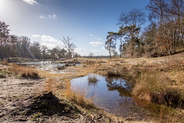 Natuurgebied De Maashorst