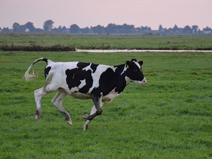 Wandelen in de lente: 6 routes naar dieren