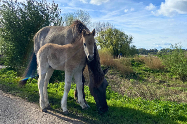 Konikpaarden langs de route, training 4Daagse Jeff Bosman