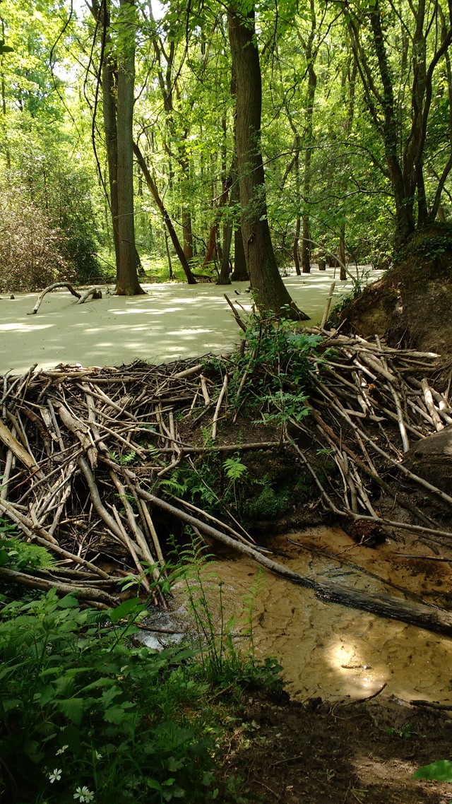 Wandelen in het Hart van Limburg