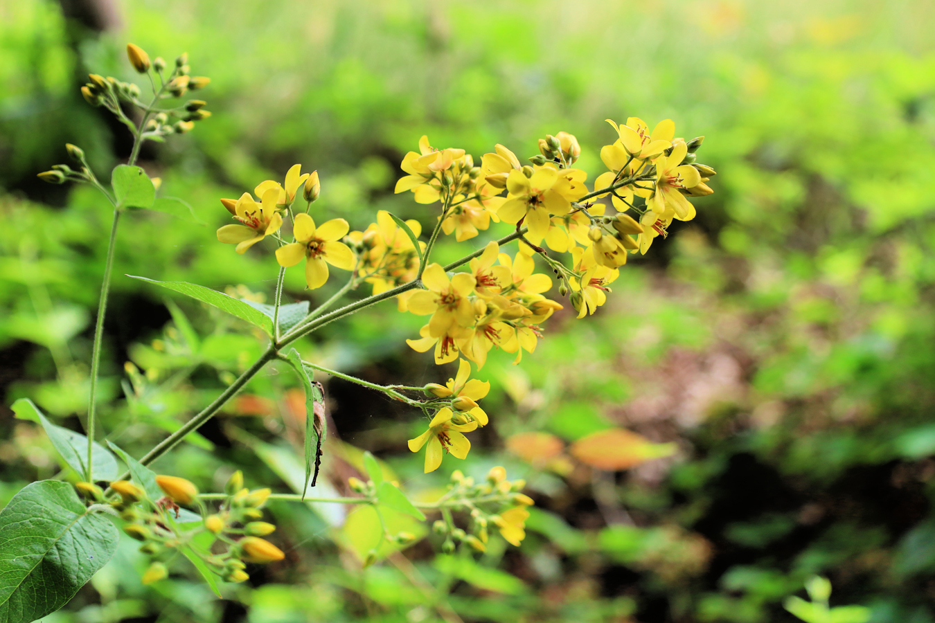 afbeelding van schilderachtige gele bloemen.
