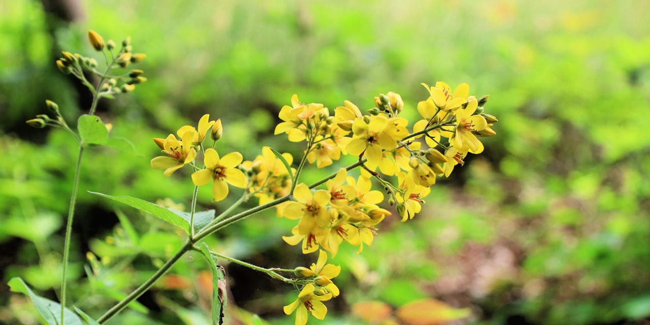 afbeelding van schilderachtige gele bloemen.