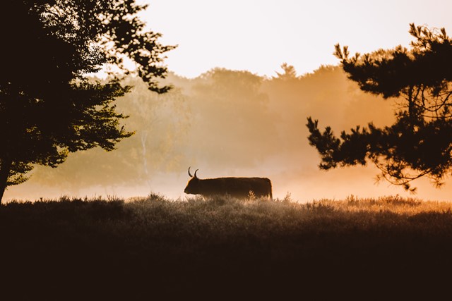 afbeelding van een schotse hooglander