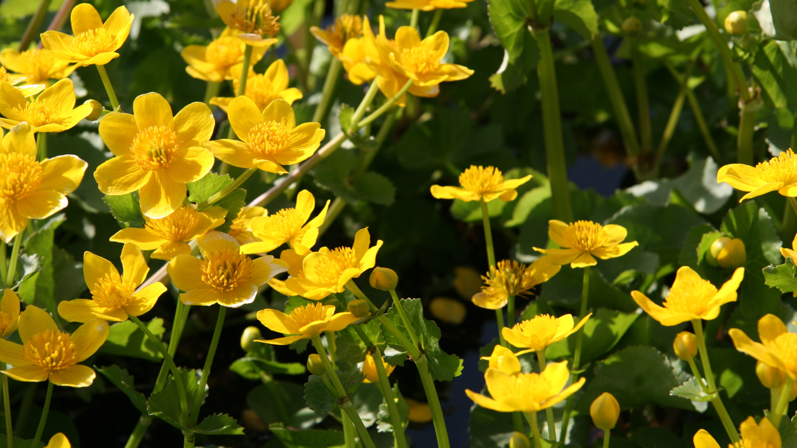 Links En Rechts Van De Peelrandbreuk Etappe 8 Van Boekel Naar Bedaf