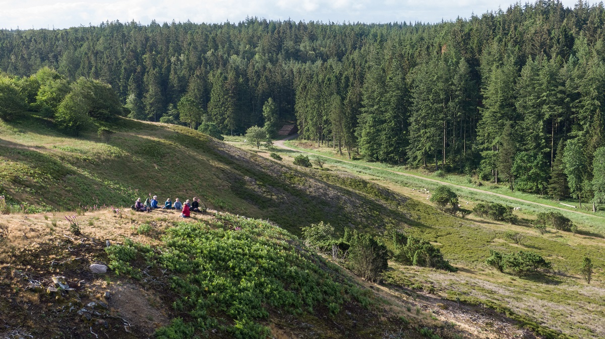 Troldeskoven, onderdeel van het bosgebied 'Rold Skov' en het op één na grootste bos van Denemarken
