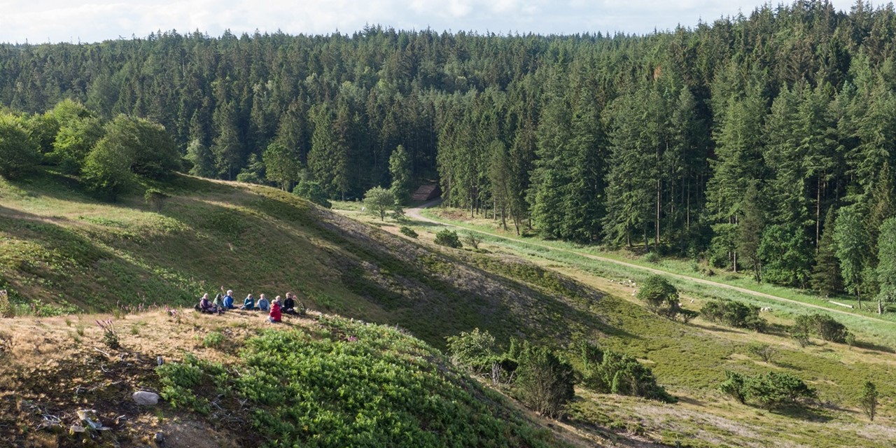 Troldeskoven, onderdeel van het bosgebied 'Rold Skov' en het op één na grootste bos van Denemarken