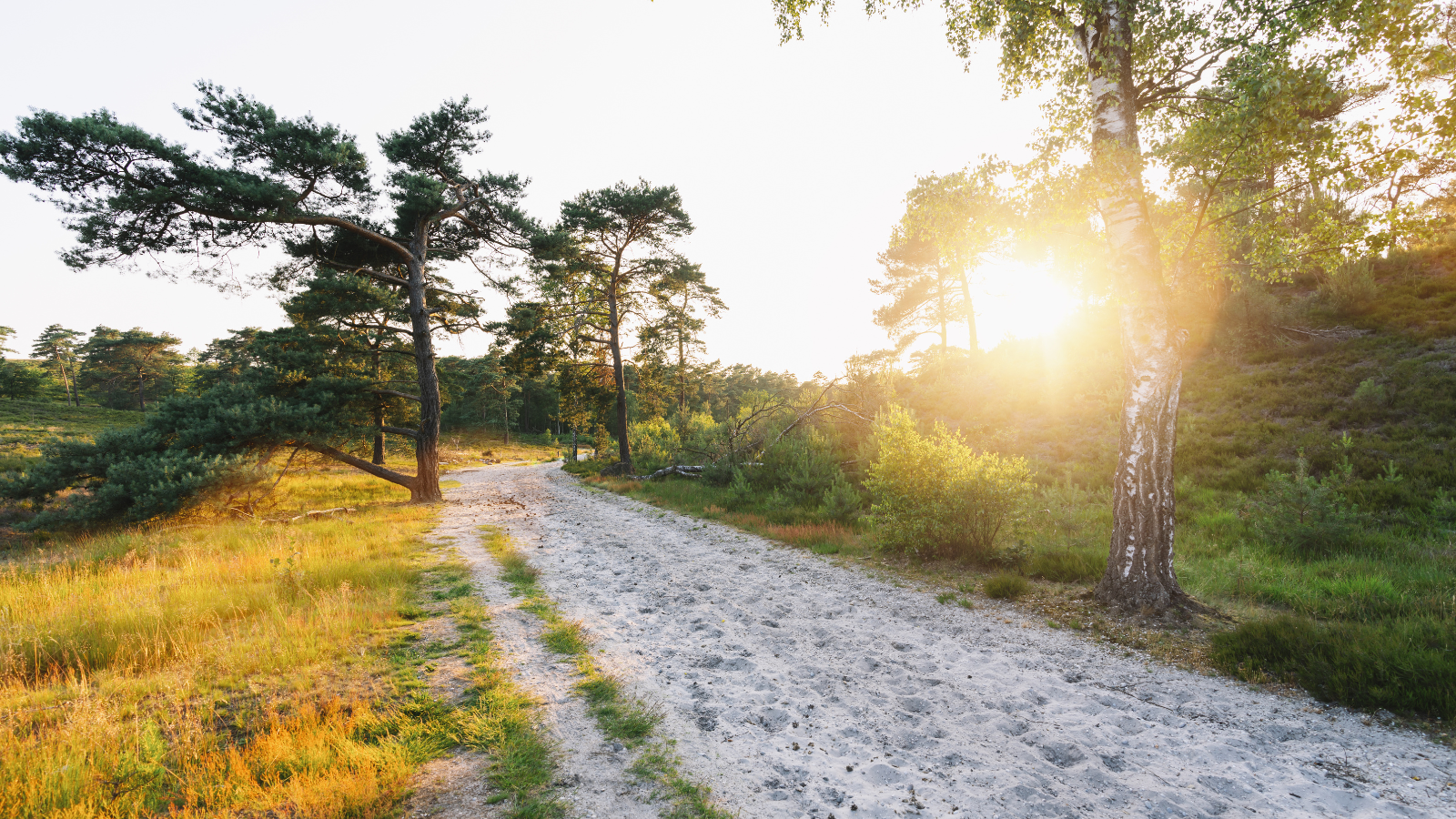 Wandelroute Brunssummerheide Zandgroeve Donkergroen