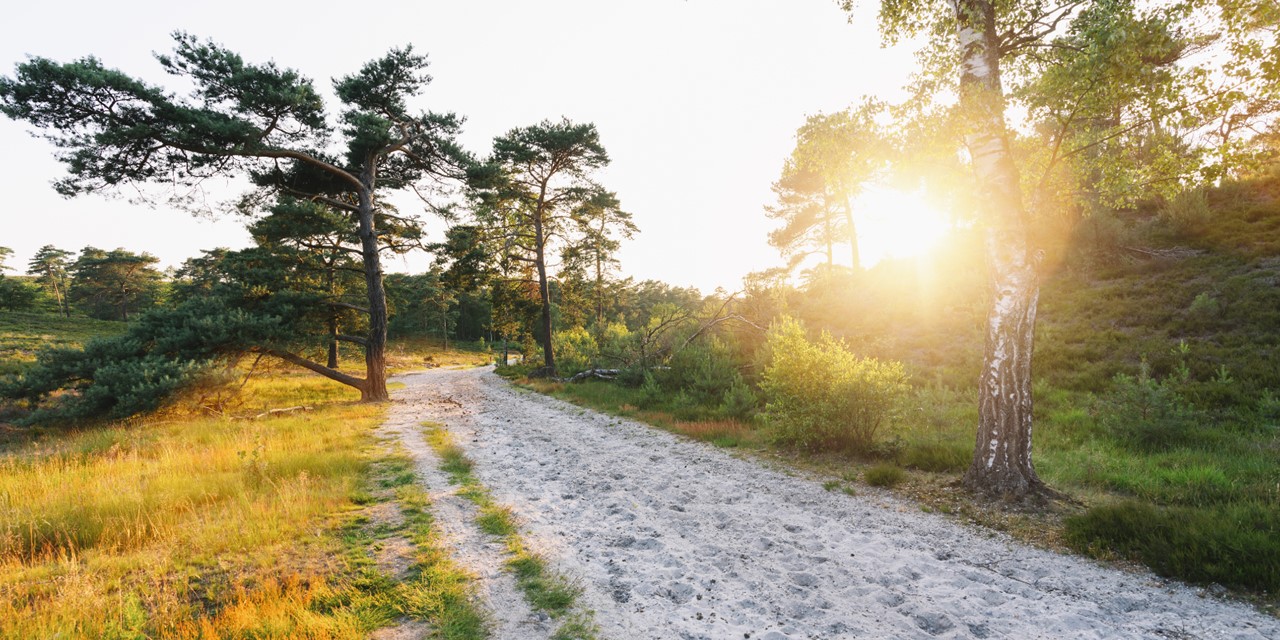 Wandelroute Brunssummerheide Zandgroeve Donkergroen