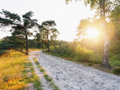 Wandelroute Brunssummerheide Zandgroeve Donkergroen