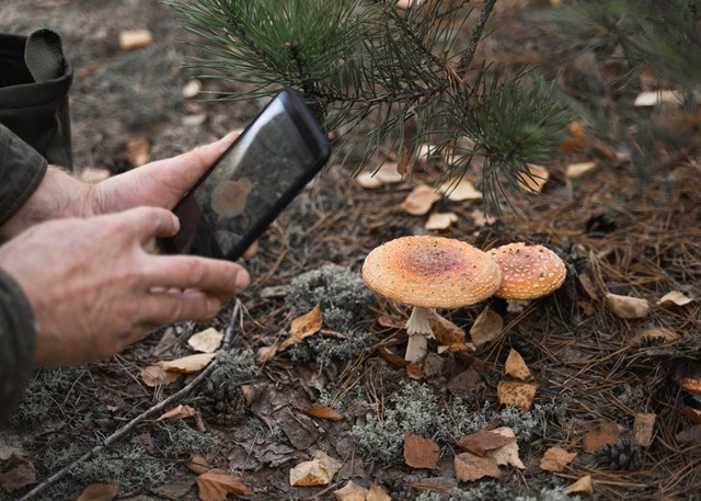 afbeelding van iemand die een foto maakt van paddestoelen.