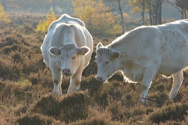 Twee witte Charolais-runderen op de heide. Joeke Pieters Via Flickr