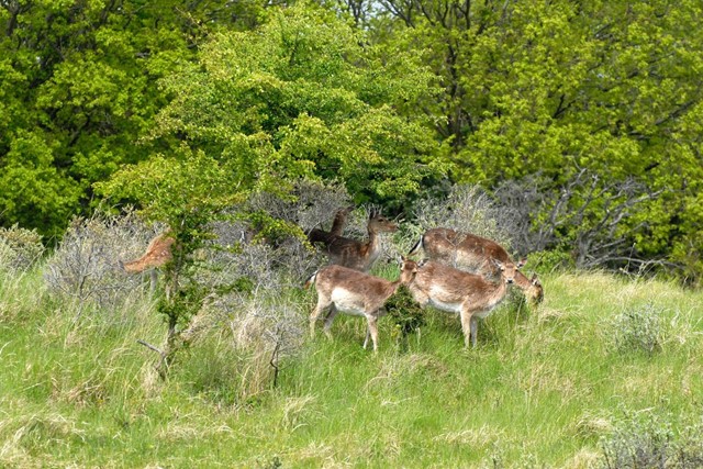 Strandwandelingen maar dan anders; herten in de Amsterdamse Waterleidingduinen