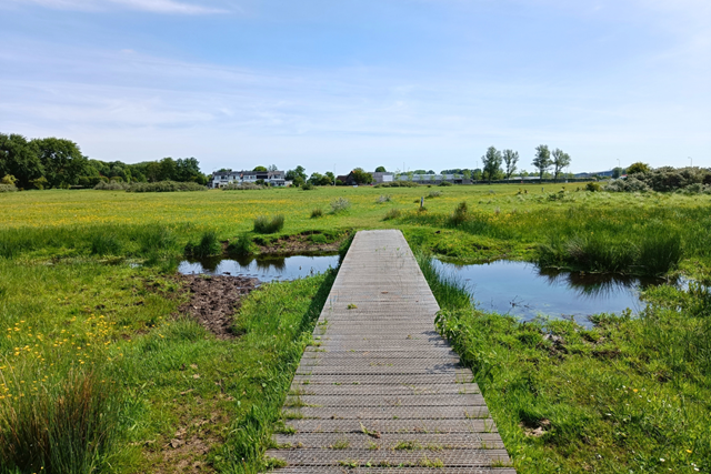 Wandelroute NP Hollandse Duinen Duinriet