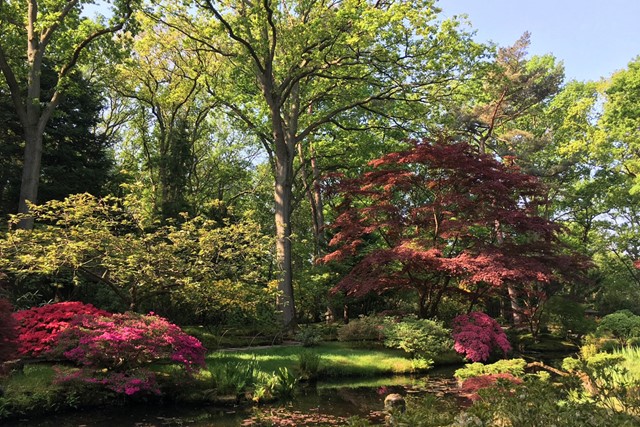 afbeelding van kleurrijke bomen en planten in Park Clingendael.