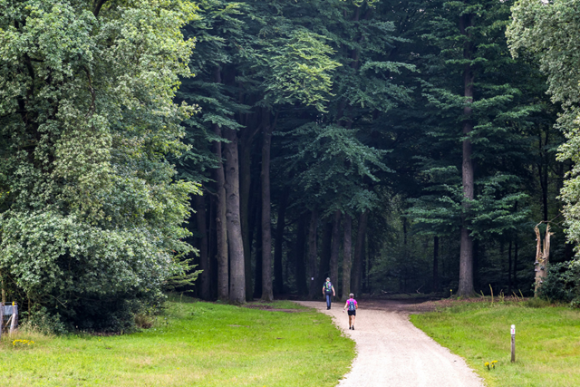 10X Vierdaagse Wandeltochten In Nederland; Bosgebied Apeldoorn