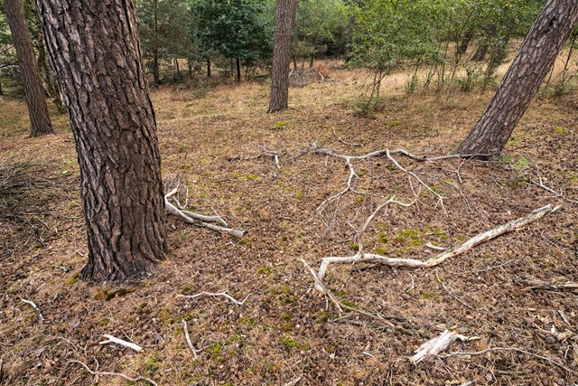 Duinen begroeid met dennen, ooit aangeplant voor de mijnbouw. 