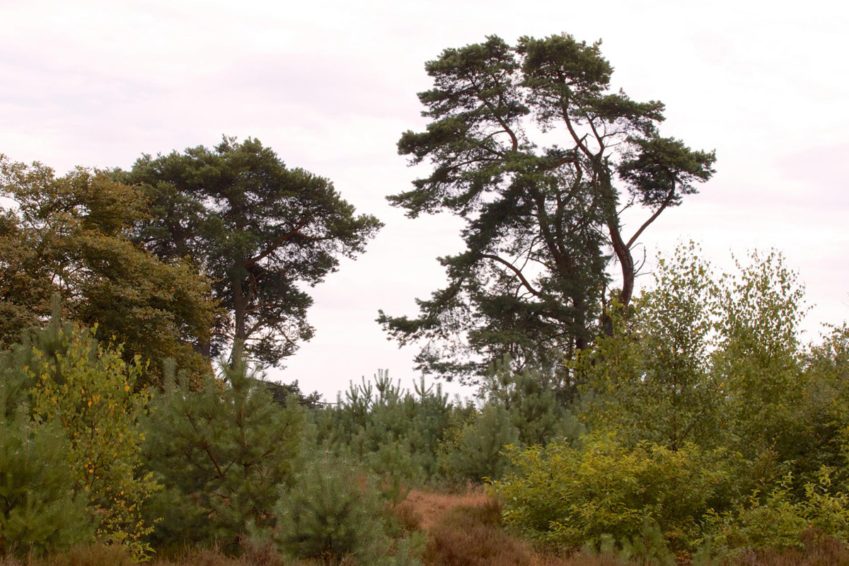 afbeelding van het Zandenbos.