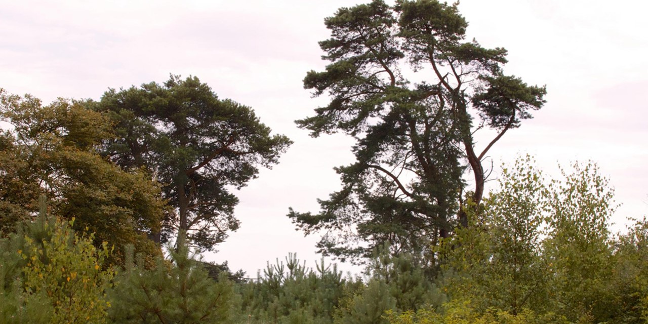afbeelding van het Zandenbos.