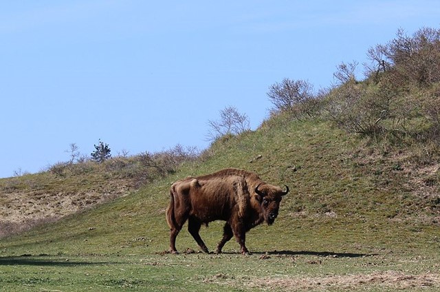 grote grazers wisent