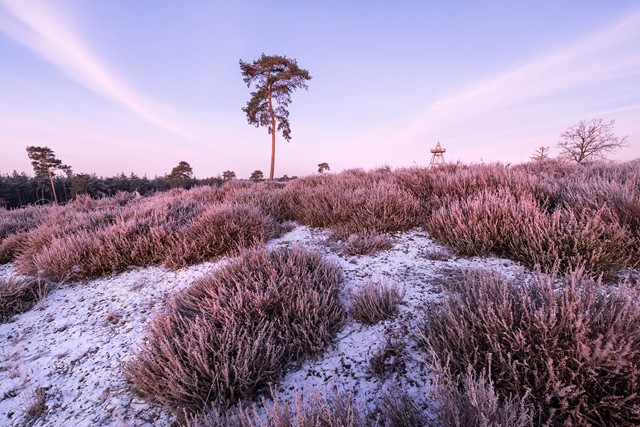 De Maasduinen op een koude winterdag
