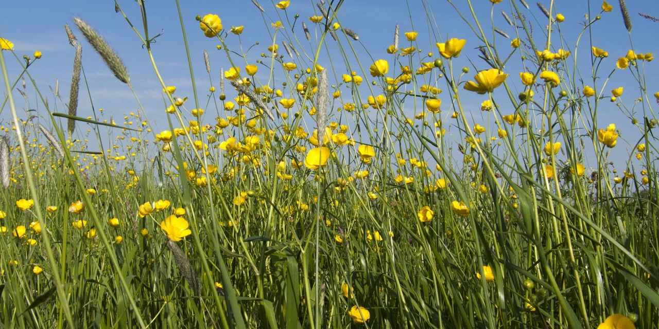 Paardenbloemen