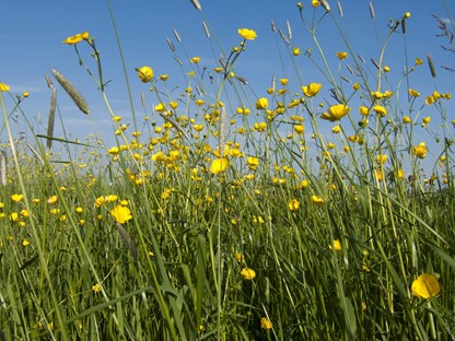 Paardenbloemen