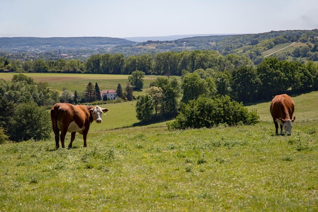 De Dutch Mountain Trail gaat over zeven toppen in Zuid-Limburg