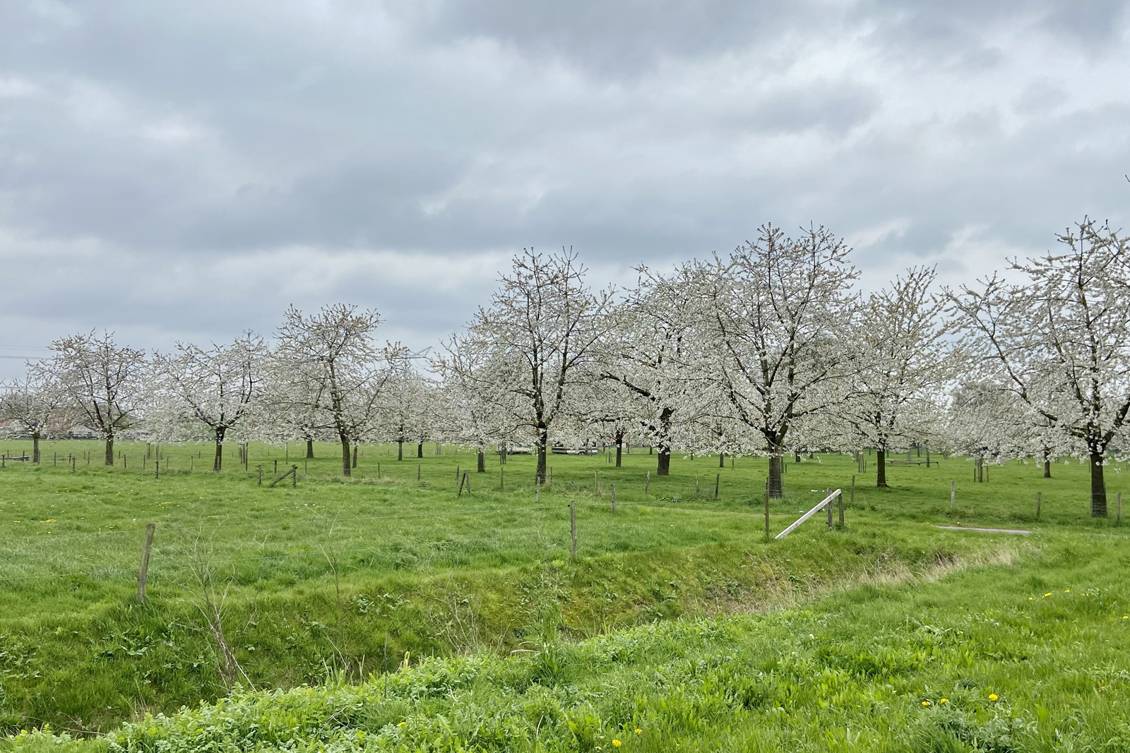 afbeelding van witte bloesem in een boomgaard.