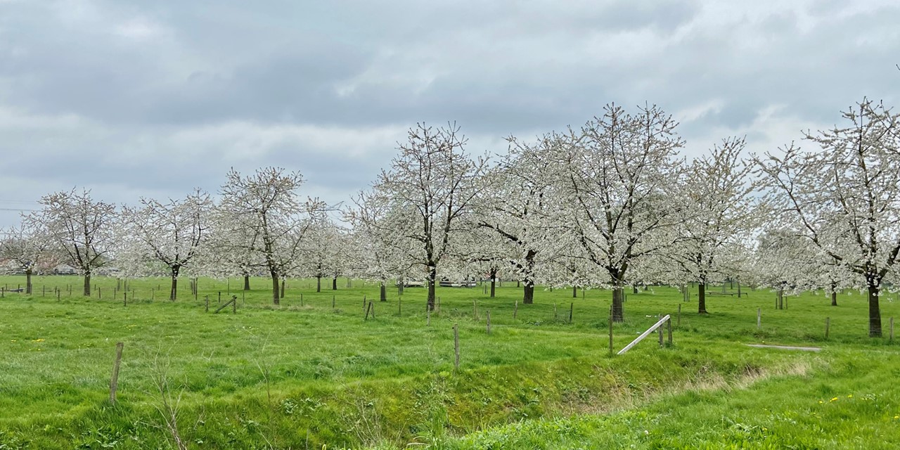 afbeelding van witte bloesem in een boomgaard.