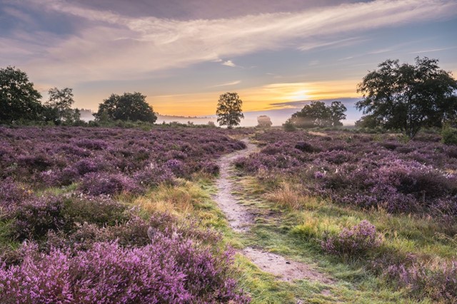 Utrechtpad Een Streekpad Vol Hoogtepunten; Hoornboegse Heide