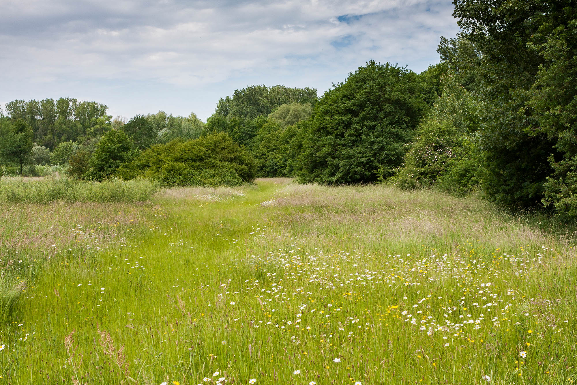 Doort Bloemrijk Grasland Bob Luijks