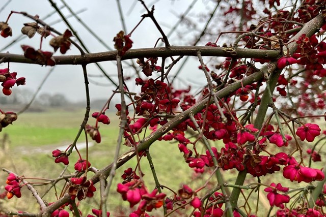 Van stad naar natuur: rondwandeling langs Twellose landgoederen 
