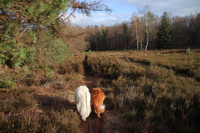 afbeelding van twee honden, aangelijnd wandelend door de heide en het bos.