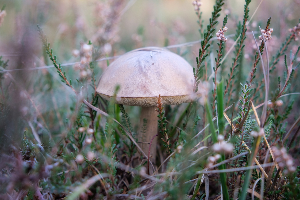 afbeelding van een paddenstoel in het gras.