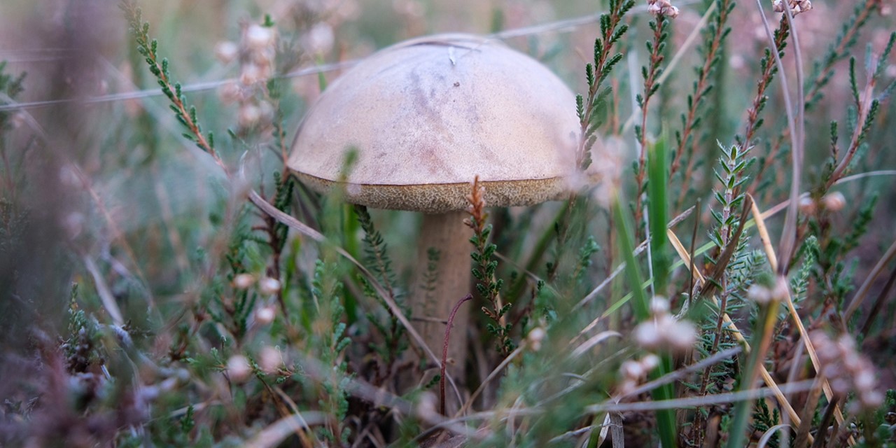 afbeelding van een paddenstoel in het gras.