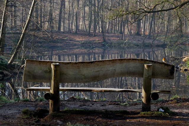 afbeelding van een wandelbankje met een roodborstje erop.