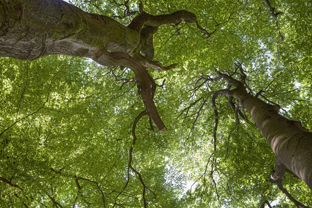 afbeelding van bomen, vanaf beneden naar de top bekeken.