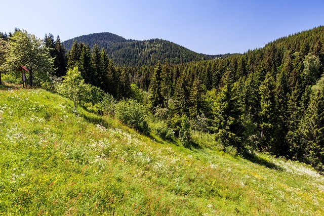 Wandelen in Duitsland: het Zwarte Woud