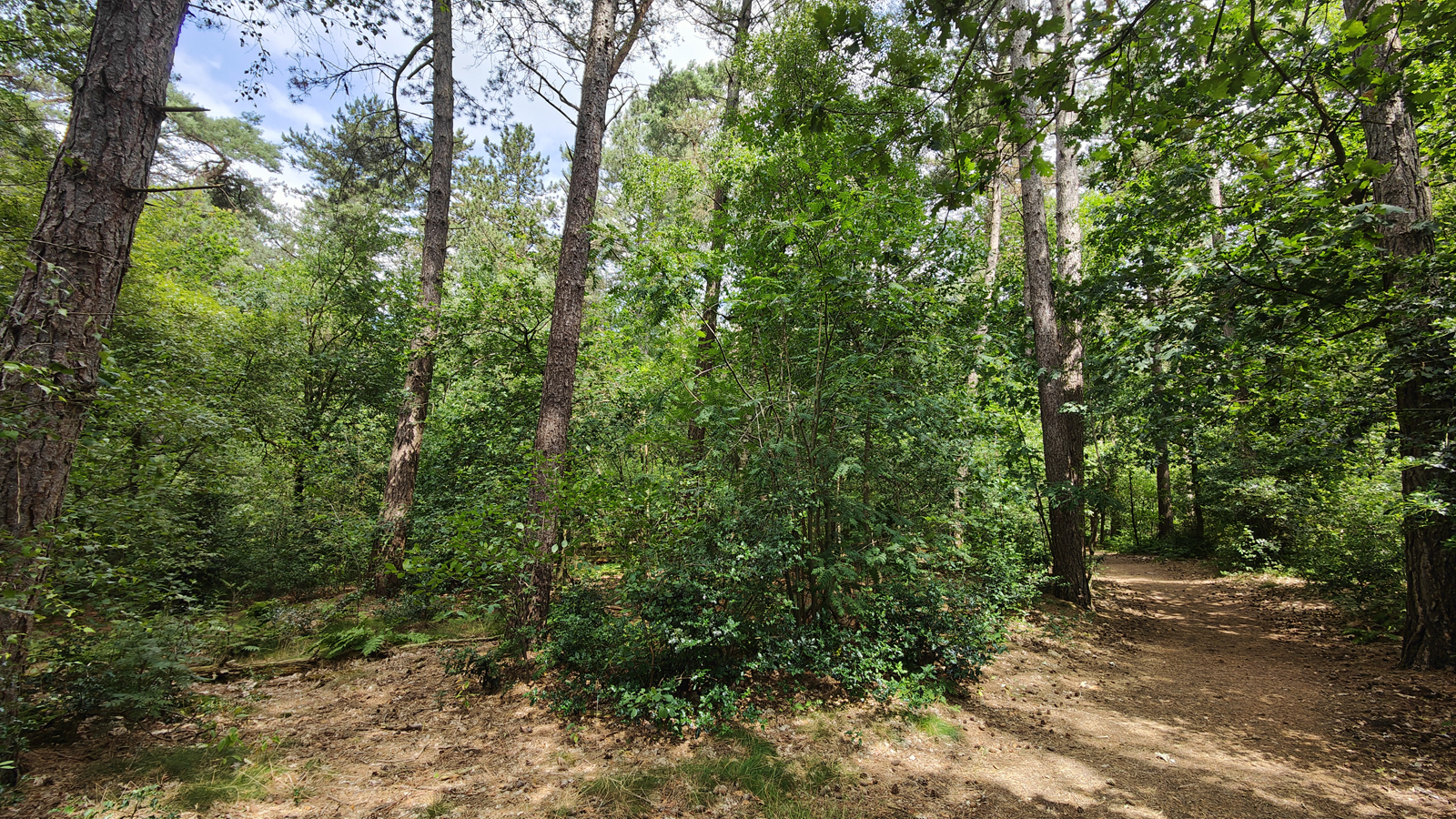 bossen en struiken in de Loonse en Drunense Duinen.
