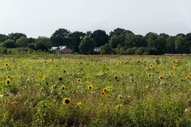 Zonnebloemen
