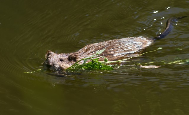 De muskusrat
