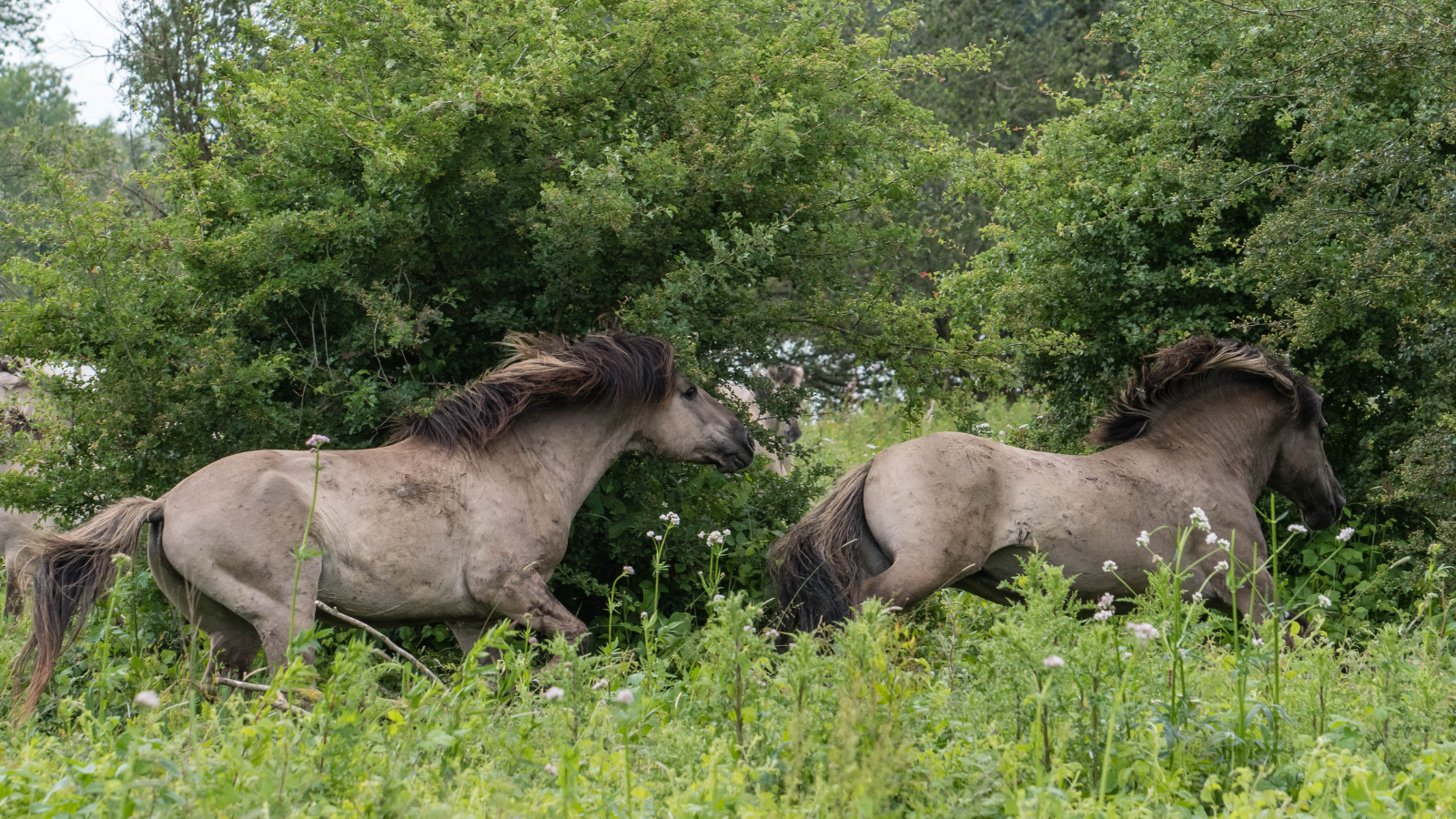 Boswachterspad Zeeland Meeuwenduinen (1)