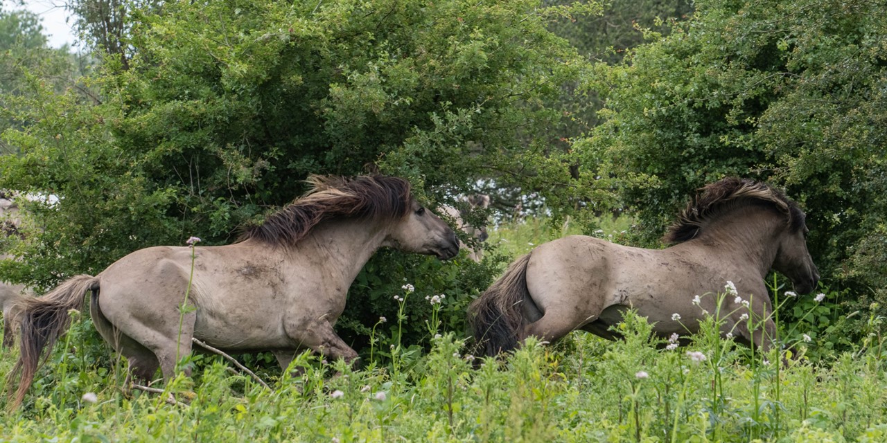 Boswachterspad Zeeland Meeuwenduinen (1)