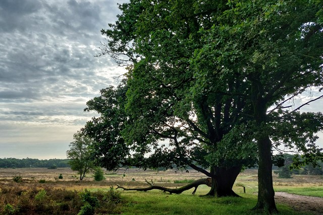 Grote boom en heideveld in de ochtend.