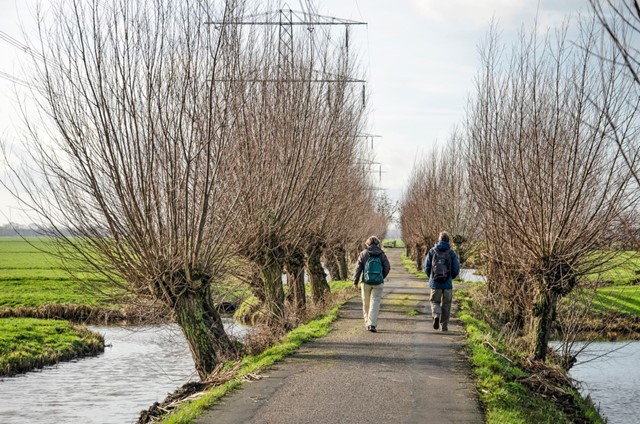 afbeelding van wandelaars tussen de wilgen.